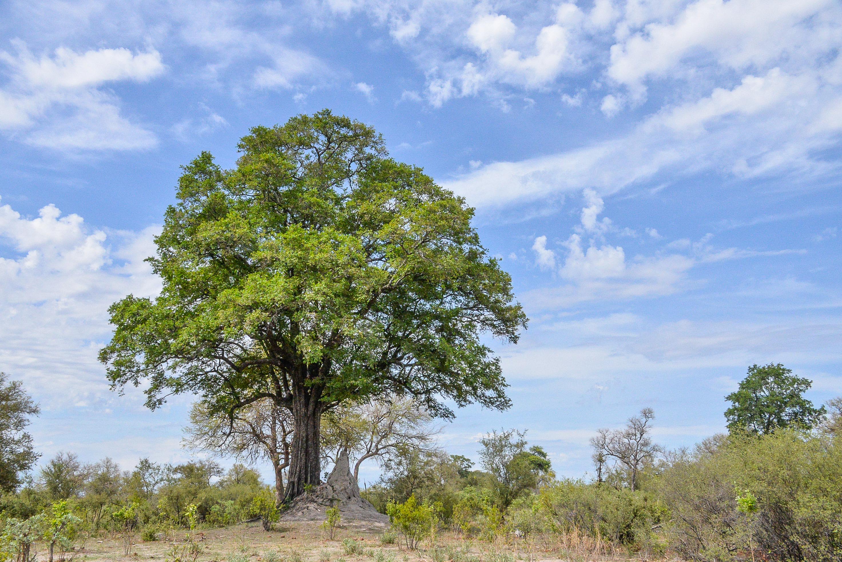 Termitière (Termite mound) supportant un arbre Fromager, ou Kapokier (Kapok, Ceiba pentandra ssp guineensis),  Kwando Reserve, Delta de l'Okavango, Botswana.